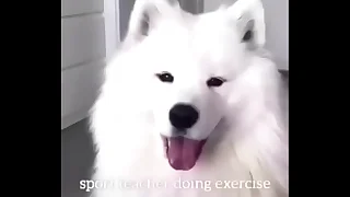 Cooky fucks doggiestyle